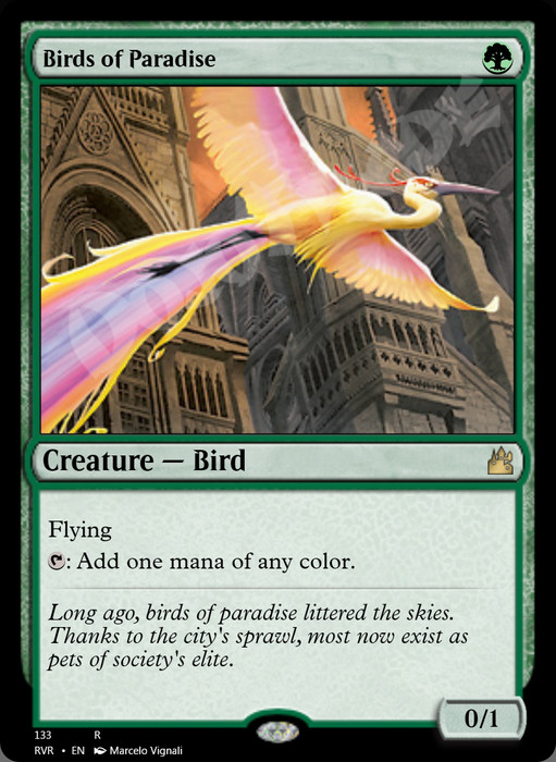 Birds of Paradise